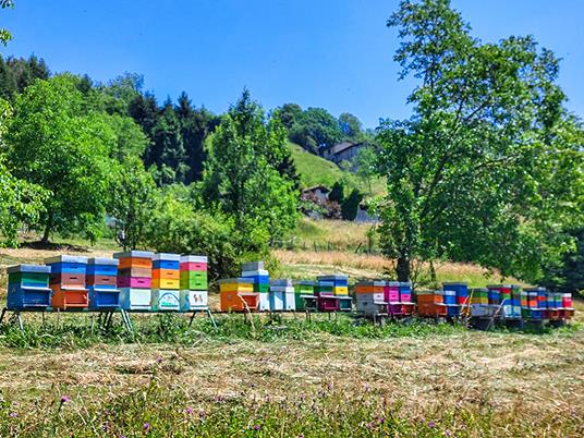 SMARTBOX - Visita agli alveari, degustazione e vasetto di miele in omaggio per 2 aspiranti apicoltori - Cofanetto regalo - 2