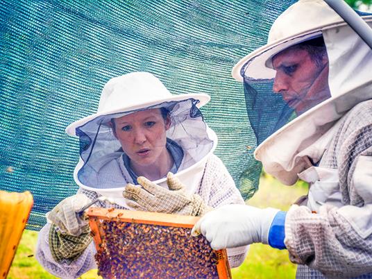 SMARTBOX - Visita agli alveari, degustazione e vasetto di miele in omaggio per 2 aspiranti apicoltori - Cofanetto regalo - 3