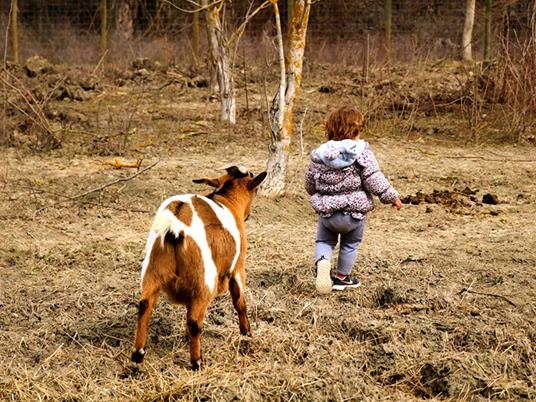 SMARTBOX - Alpaca, natura e dolcezza: visita guidata in fattoria a Siena per 3 persone - Cofanetto regalo - 3