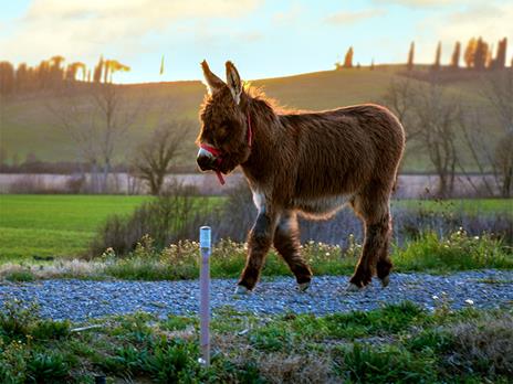 SMARTBOX - Alpaca, natura e dolcezza: visita guidata in fattoria a Siena per 3 persone - Cofanetto regalo - 4