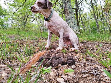 SMARTBOX - Caccia al tartufo tra i boschi di Bracciano e pranzo di 7 portate per 1 - Cofanetto regalo - 2