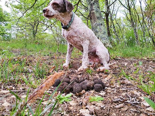SMARTBOX - Caccia al tartufo tra i boschi di Bracciano e pranzo di 7 portate per 1 - Cofanetto regalo - 2