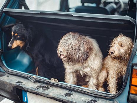 SMARTBOX - Tartufai per un giorno: caccia al tartufo e pranzo di 7 portate per 2 - Cofanetto regalo - 4
