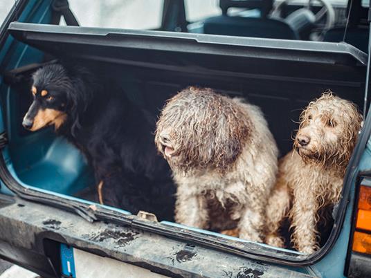SMARTBOX - Tartufai per un giorno: caccia al tartufo e pranzo di 7 portate per 2 - Cofanetto regalo - 4
