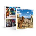 SMARTBOX - Una passeggiata con gli alpaca e visita in fattoria per tutta la famiglia - Cofanetto regalo