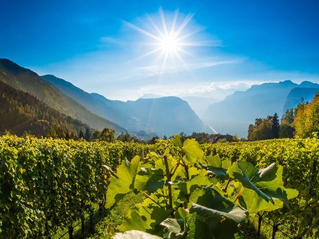 SMARTBOX - Passione enologia: 3 bottiglie assortite del Trentino Alto Adige con consegna a domicilio - Cofanetto regalo - 4