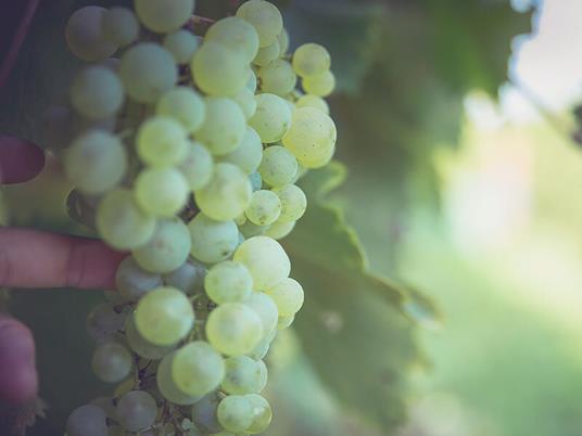 SMARTBOX - Colline e sapori del Veneto: 2 notti con colazione e 1 degustazione di vini - Cofanetto regalo - 4