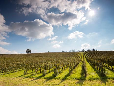 SMARTBOX Soggiorno e sapori diVini 1 o 2 notti con visita alla cantina o ai vigneti e degustazione di vini per 2 persone - 3