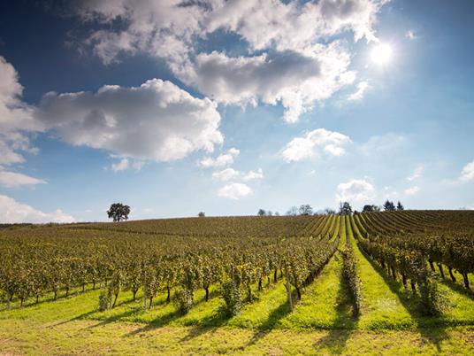 SMARTBOX Soggiorno e sapori diVini 1 o 2 notti con visita alla cantina o ai vigneti e degustazione di vini per 2 persone - 3