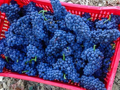 SMARTBOX - Pausa rosé a casa: consegna a domicilio di 6 vini rosati toscani - Cofanetto regalo - 2