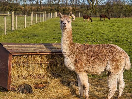 SMARTBOX - Avventuroso soggiorno vicino a Cuneo: 1 notte con cena e trekking coi lama - Cofanetto regalo - 2