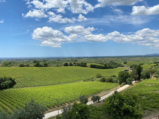 SMARTBOX - Inebrianti emozioni per 2: volo in zipline e visita alla cantina con degustazione di vini - Cofanetto regalo - 2