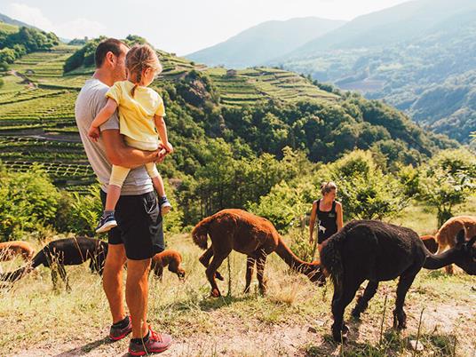 SMARTBOX - Tra il verde e gli alpaca: una divertente attività di famiglia in Trentino Alto Adige - Cofanetto regalo - 2