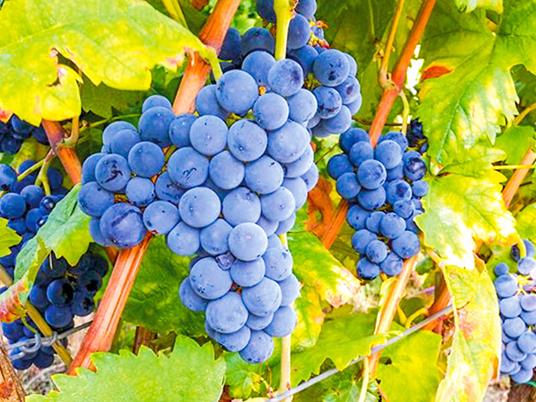 SMARTBOX - Grazie! - Cofanetto regalo - 5