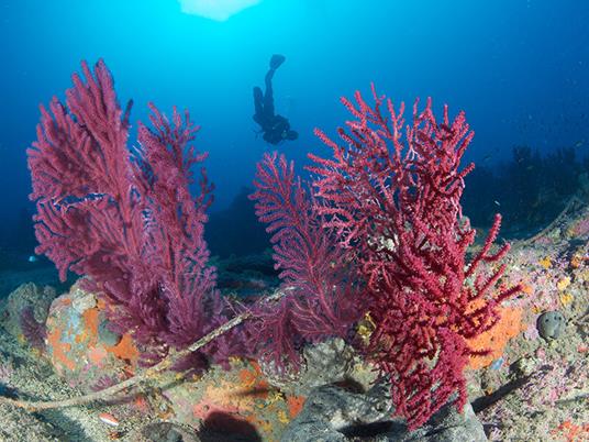 SMARTBOX - Emozioni in mare: 1 lezione di immersione subacquea per te - Cofanetto regalo - 3