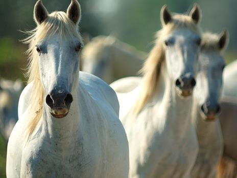 SMARTBOX - Passeggiata a cavallo con degustazione per 2 - Cofanetto regalo - 9