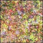 Family - CD Audio di Le Loup