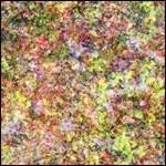 Family - Vinile LP di Le Loup
