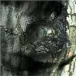 La valse des monstres - CD Audio di Yann Tiersen