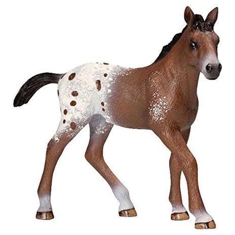 Puledro Appaloosa