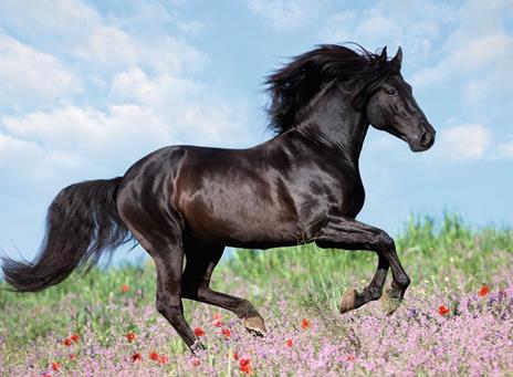 Black Stallion Puzzle 200 pezzi Ravensburger (12803) - 4