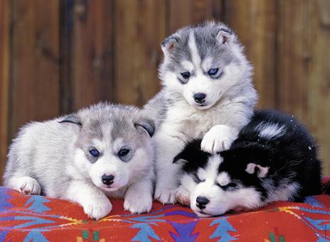 3 cuccioli di Husky Puzzle 200 pezzi Ravensburger (12823) - 3