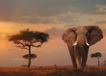 Ravensburger - Puzzle Elefante del Masai Mara, Collezione Nature Edition, 1000 Pezzi, Puzzle Adulti - 9