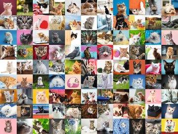 Puzzle 1500 pezzi 99 Gatti (16235) - 3
