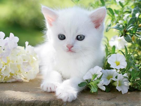 Ravensburger - Puzzle Gattino Bianco, 1500 Pezzi, Puzzle Adulti - 3