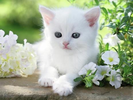 Ravensburger - Puzzle Gattino Bianco, 1500 Pezzi, Puzzle Adulti - 5