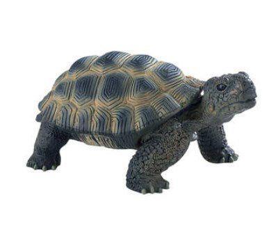 Collezione animali figures. Tartaruga