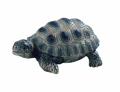 Selvaggi. Young Tortoise