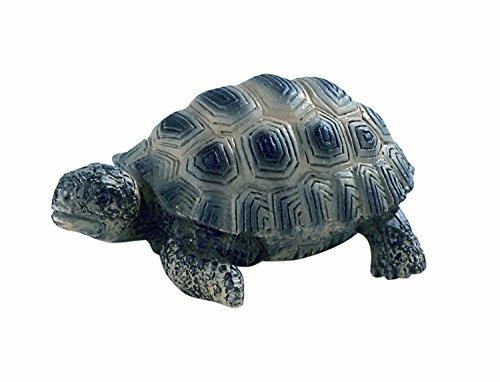 Selvaggi. Young Tortoise