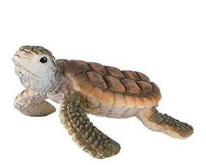 Tartaruga marina cucciolo - 2