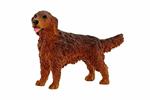 Irish Setter Amy