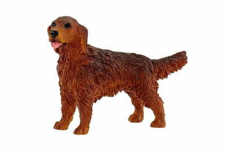 Irish Setter Amy - 4