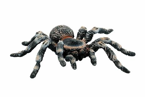 White Knee Tarantula - 4