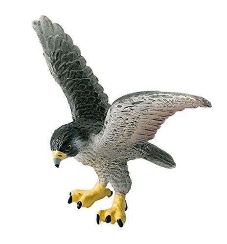 Uccelli. Peregrine