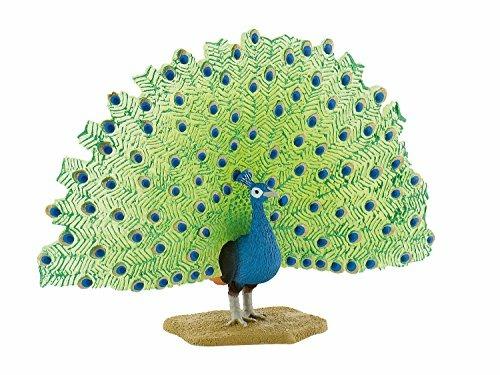 Uccelli. Peacock