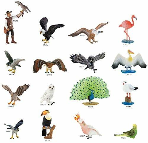 Uccelli. Peacock - 2