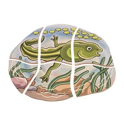 Puzzle a strati Rana - 7