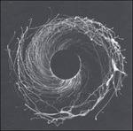 Dysonomia ( + mp3) - Vinile LP di Dawn of Midi
