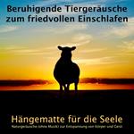 Beruhigende Tiergeräusche zum friedvollen Einschlafen