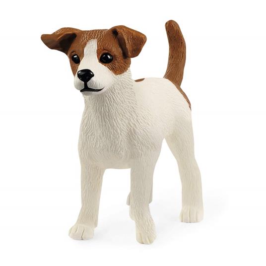 Jack Russel Terrier