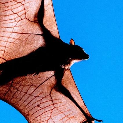 Tia Tua - Vinile LP di Shen