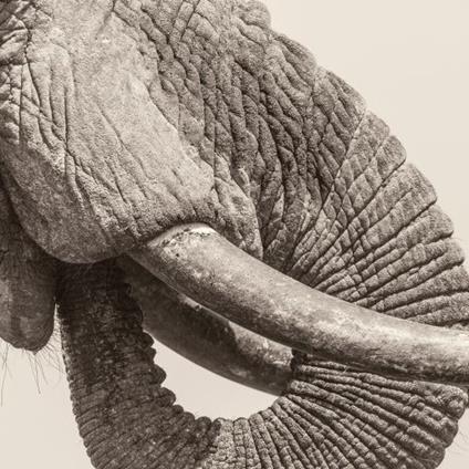 World Elephant Day - Vinile LP di White Elephant