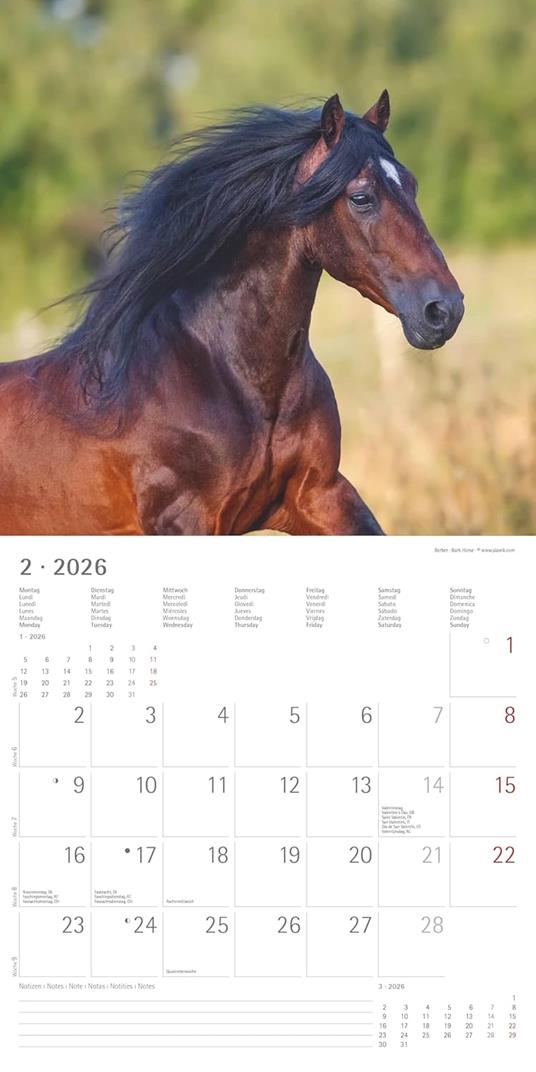 ALPHA EDITION - Calendario 2026 da muro, 12 mesi, 30x30 cm, Horses - 5