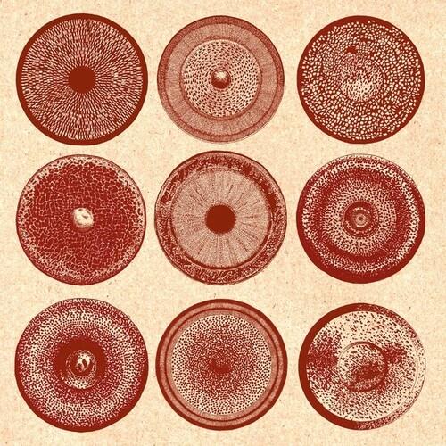 Spilla - Vinile LP di Ensemble Nist-Nah