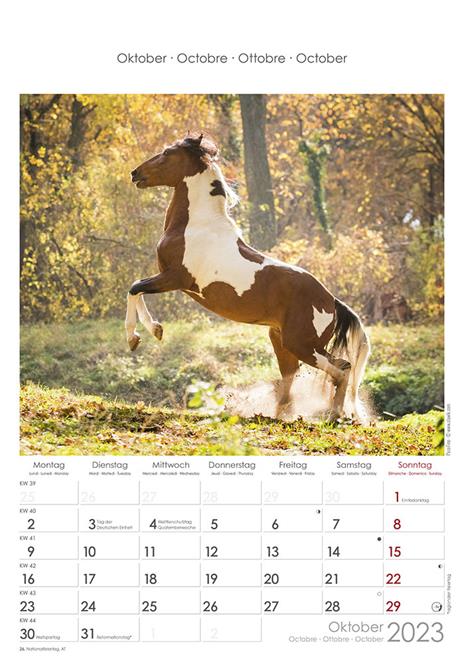 Calendario 2023 da muro Cavalli, Alpha Edition, 12 mesi, 23x34 cm - 11