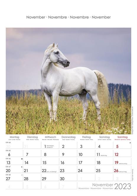 Calendario 2023 da muro Cavalli, Alpha Edition, 12 mesi, 23x34 cm - 12
